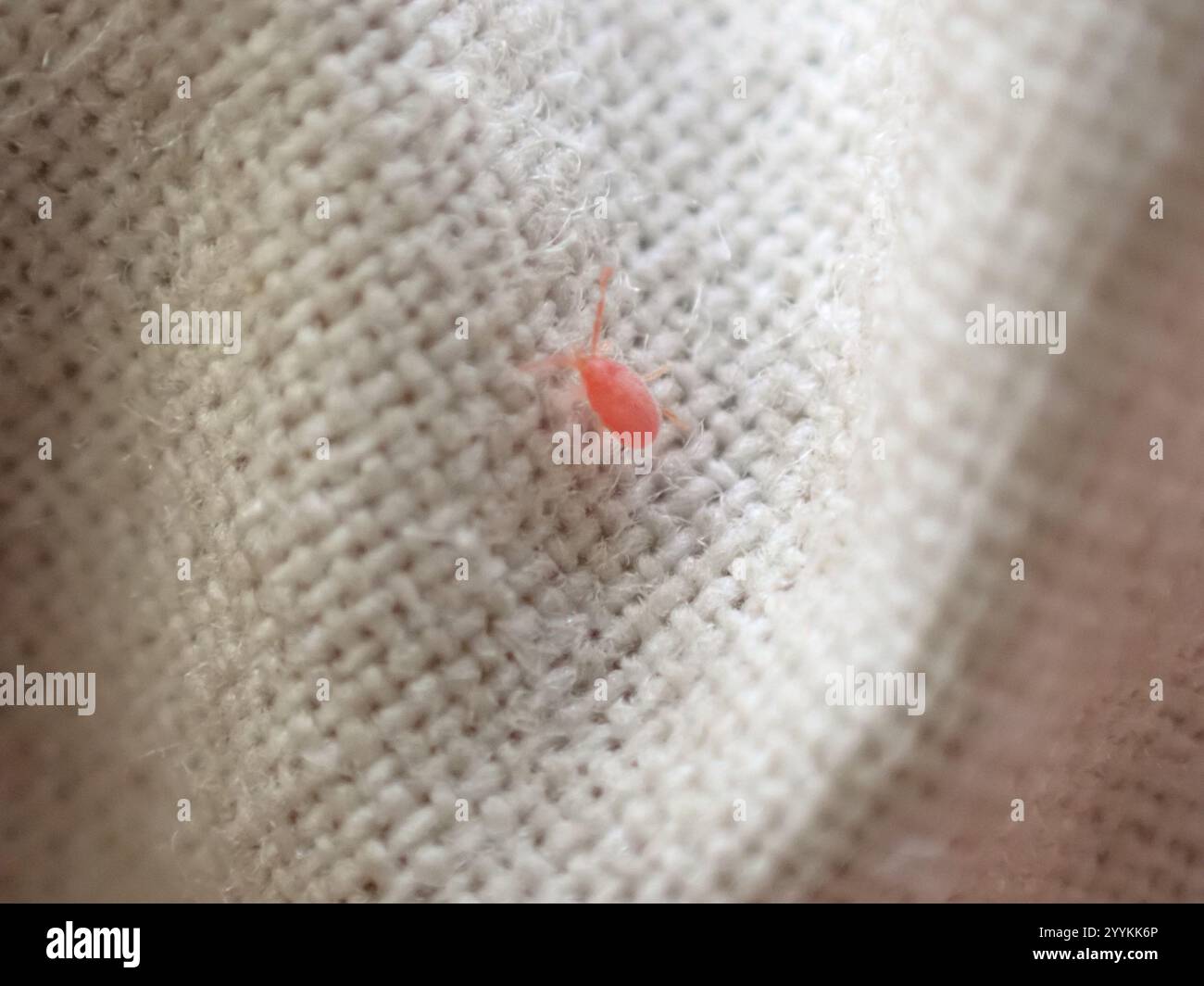 Mites and Ticks (Acari Stock Photo - Alamy