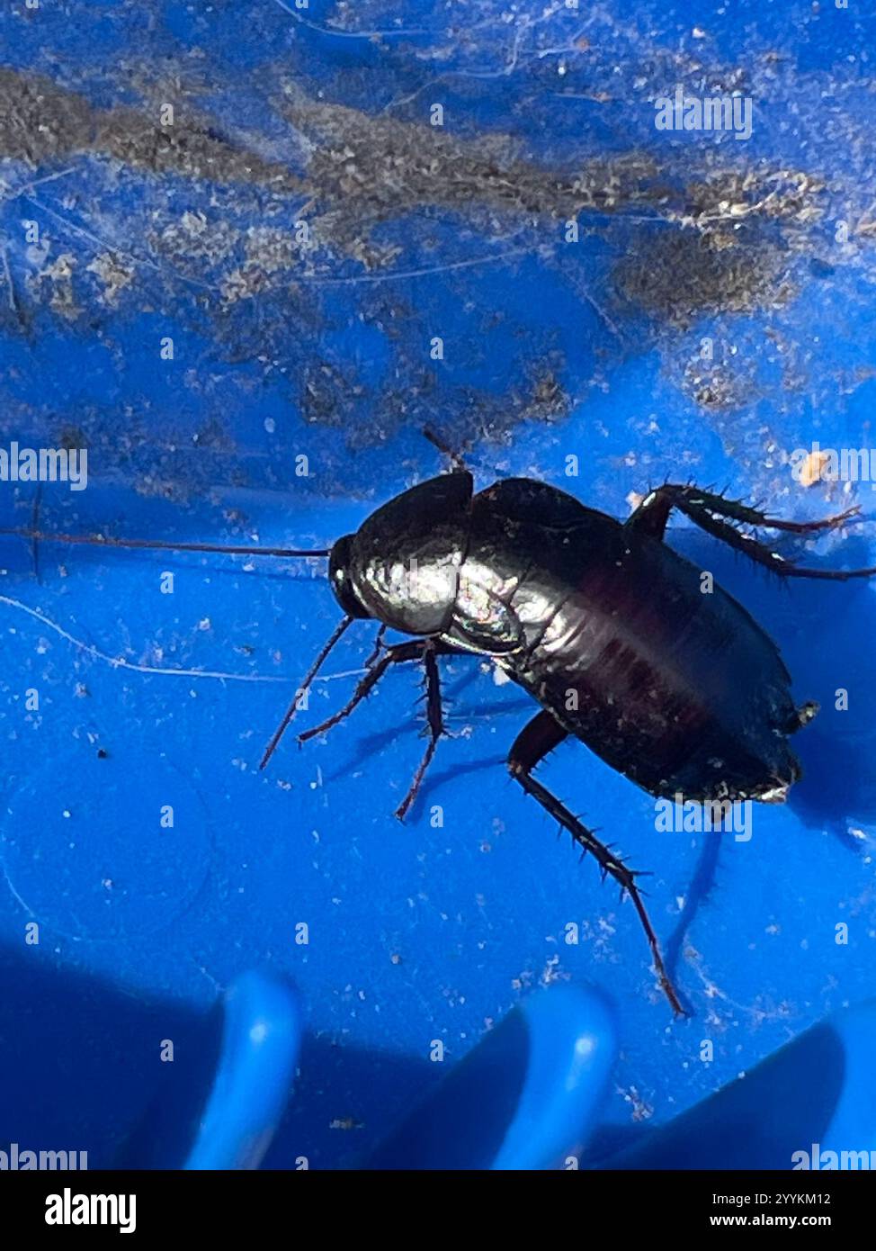 Oriental Cockroach (Blatta orientalis) Stock Photo