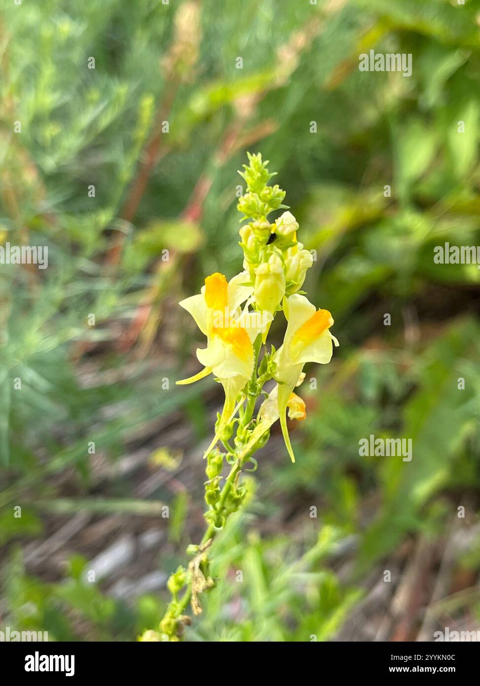 Toad Fls common toadflax (Linaria vulgaris Stock Photo - Alamy