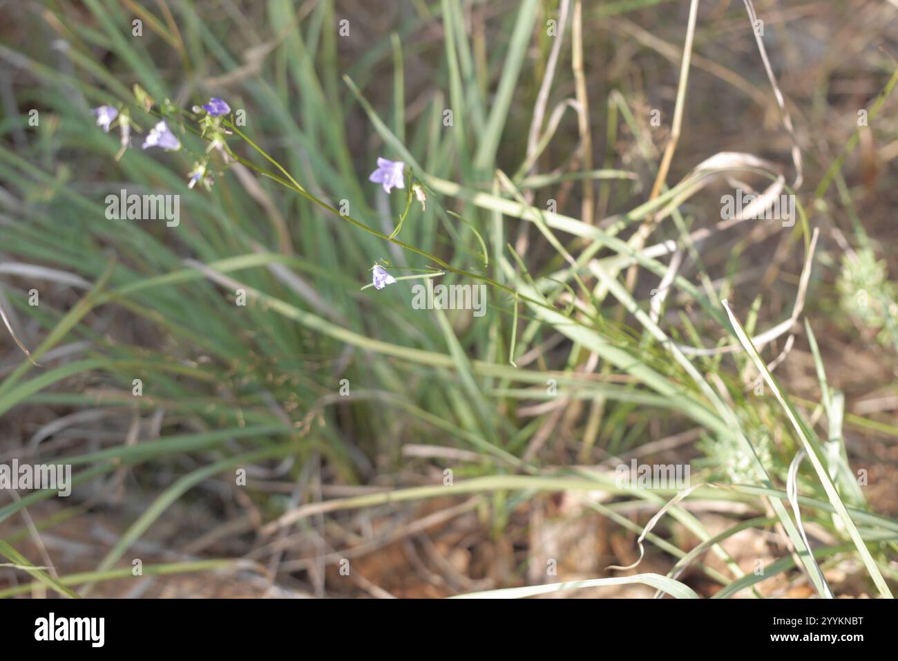 Rampion campanula rapunculus hi-res stock photography and images - Alamy