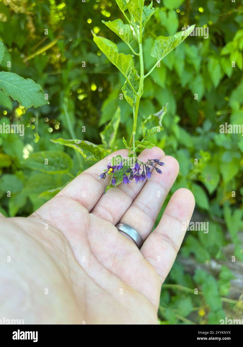 Semi Di Solanum Dulcamara (Bittersweet Nightshade) - Confezione Da 50 Semi Per Giardinaggio