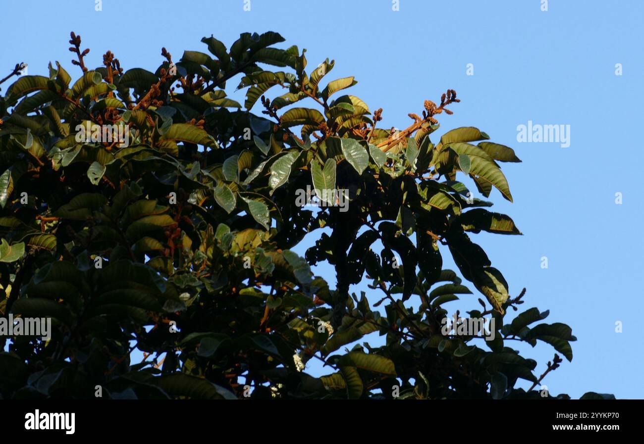 Native Tamarind (Diploglottis australis Stock Photo - Alamy