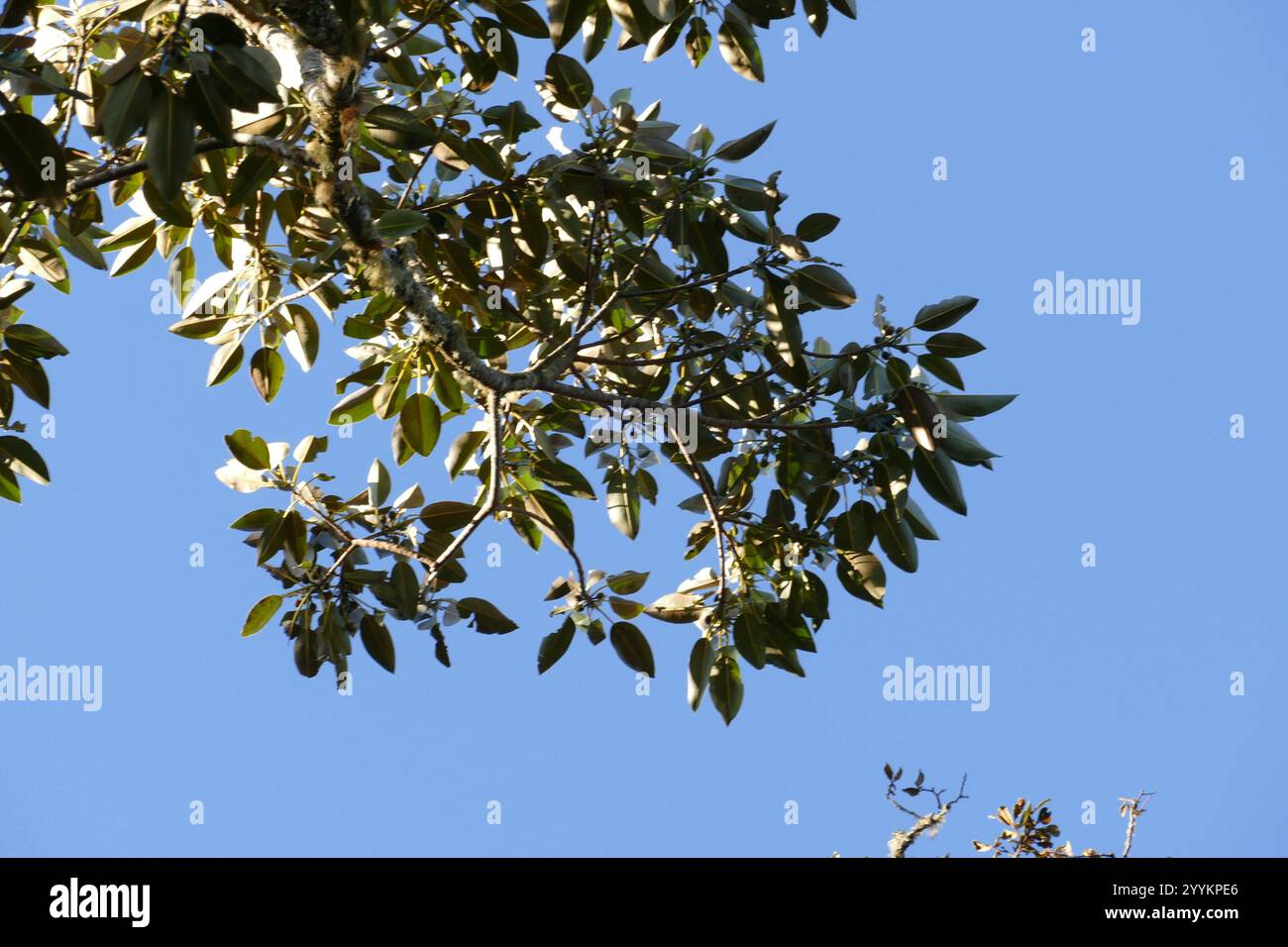 flowering plants (Angiospermae Stock Photo - Alamy