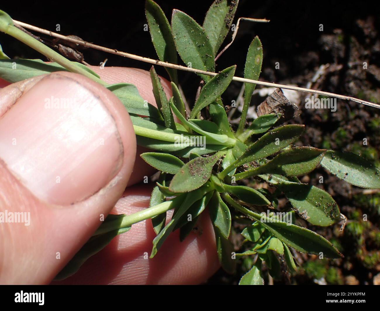 drummond's rockcress (Boechera stricta Stock Photo - Alamy