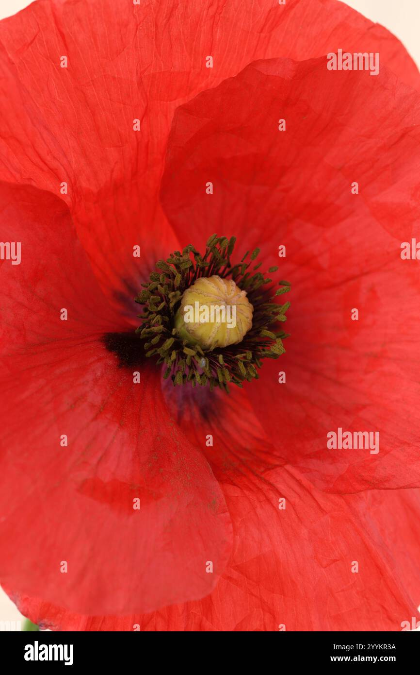 Poppy 1 hi-res stock photography and images - Alamy