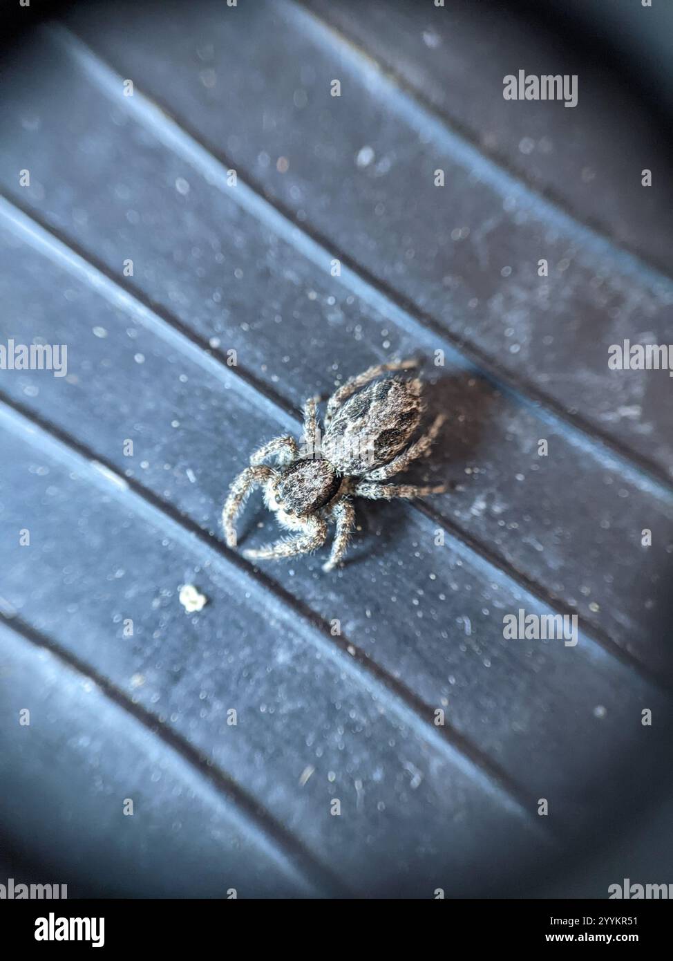 Californias Hidden Gem The Flattened Jumping Spider - etvzzej