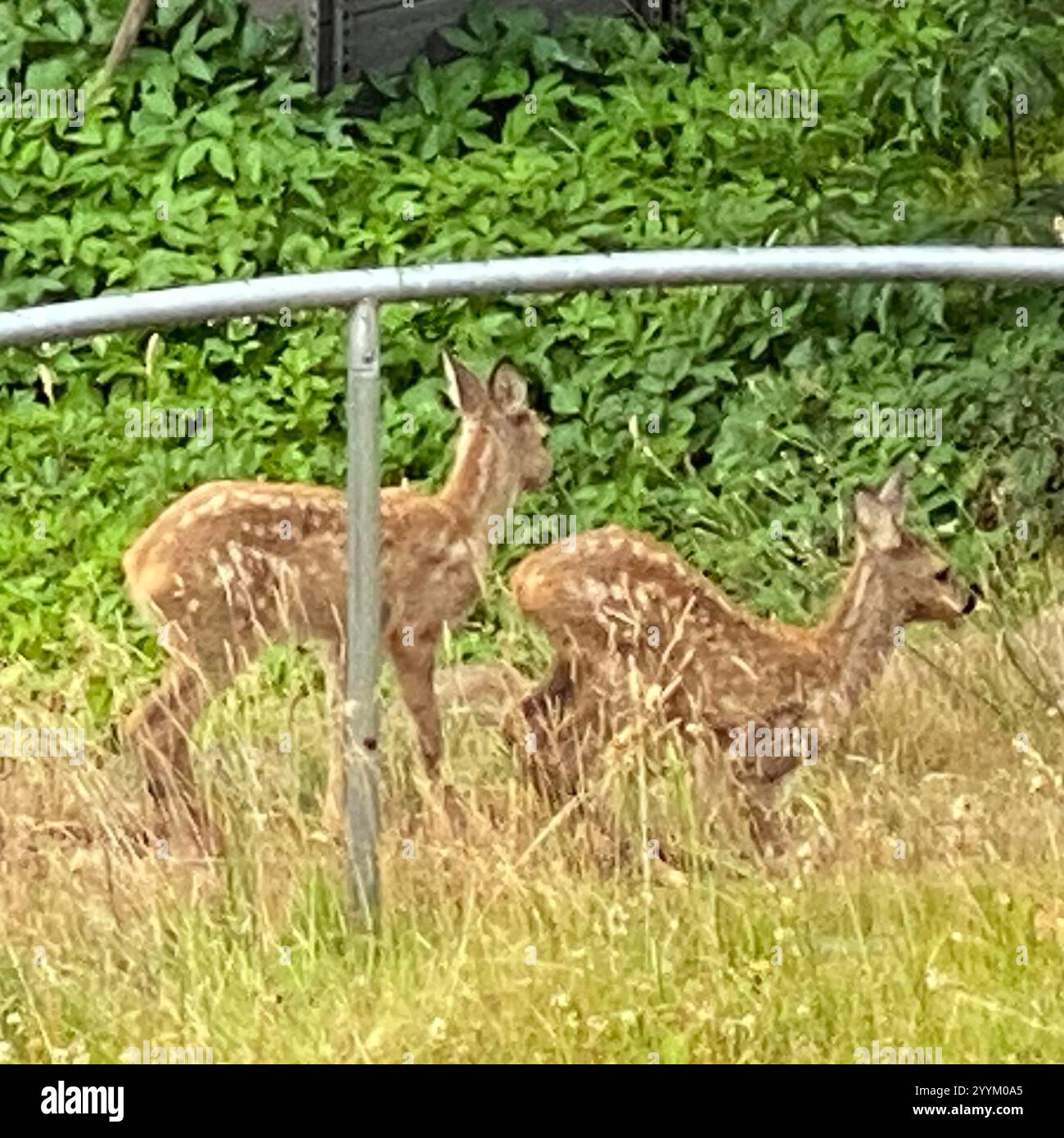 Western Roe Deer (Capreolus capreolus Stock Photo - Alamy