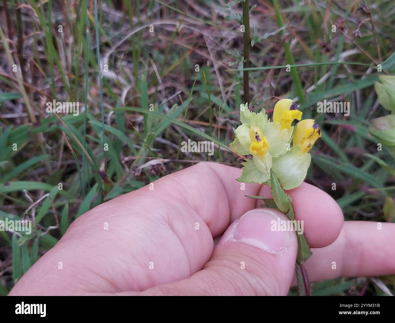 Greater Yellow-rattle (Rhinanthus serotinus Stock Photo - Alamy