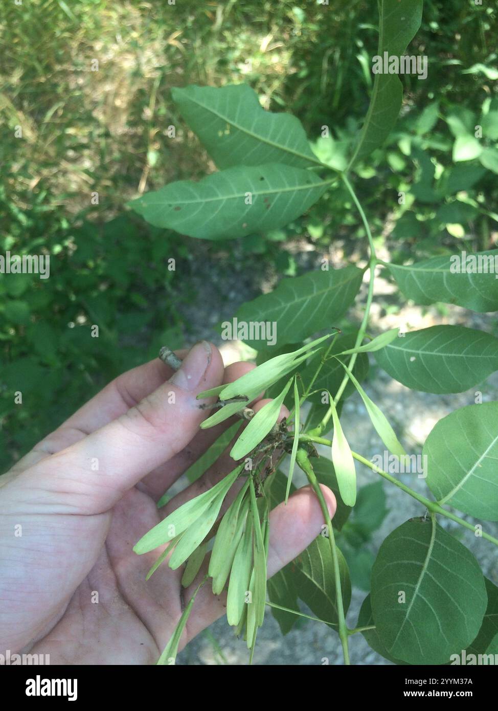 green ash (Fraxinus pennsylvanica Stock Photo - Alamy