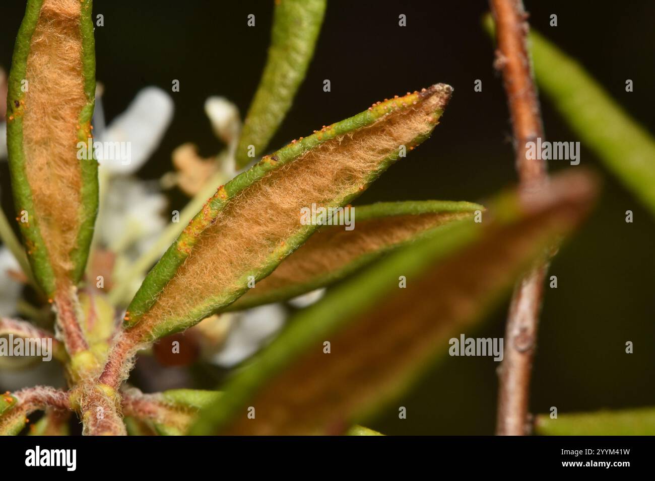 Labrador tea rust hi-res stock photography and images - Alamy