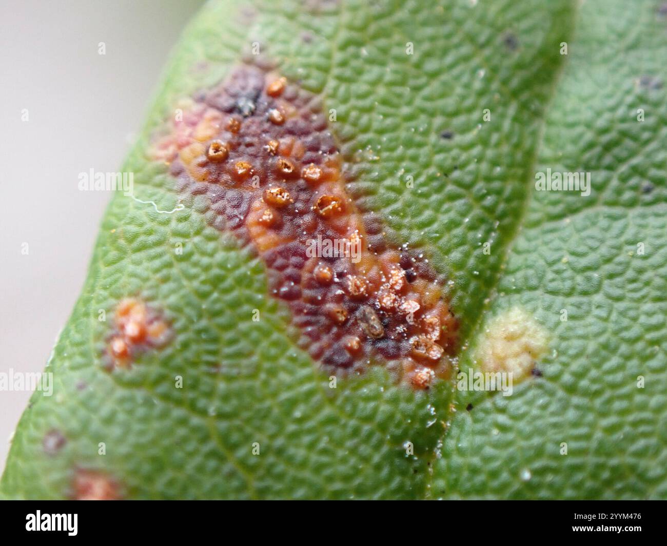 Labrador tea rust hi-res stock photography and images - Alamy