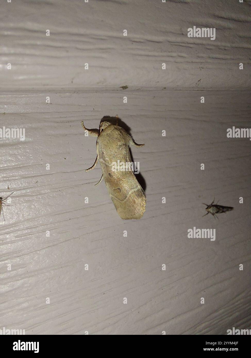 American Dun-bar Moth (Cosmia calami Stock Photo - Alamy