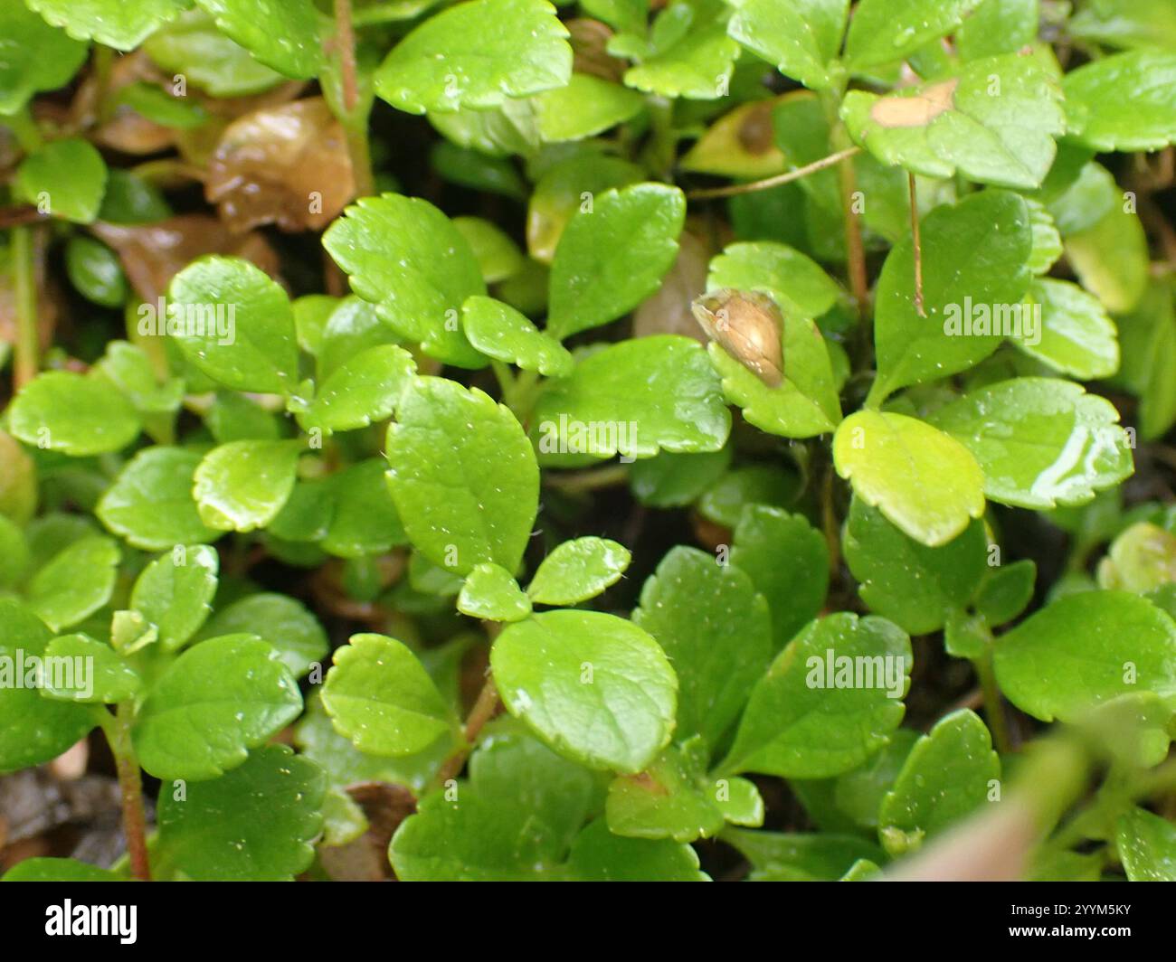 Twinflower (Linnaea borealis Stock Photo - Alamy