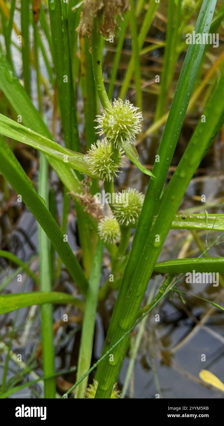 Narrow leaved bur reed hi-res stock photography and images - Alamy