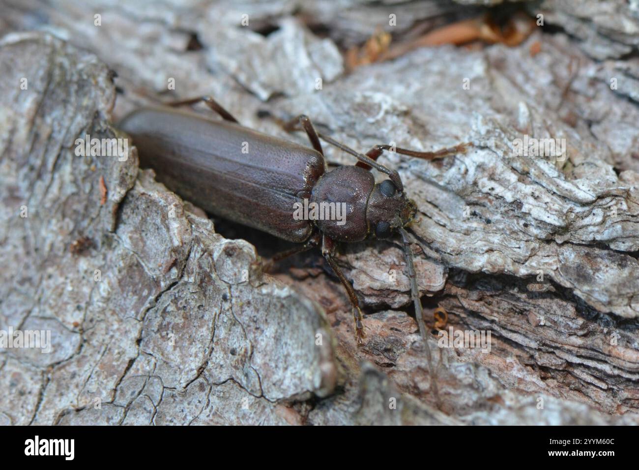 Arhopalus rusticus hi-res stock photography and images - Alamy