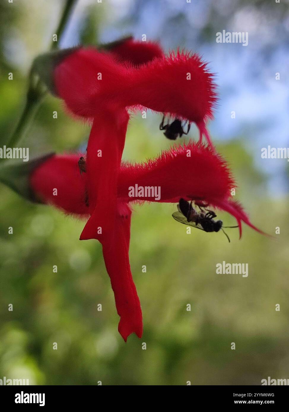 Cardinal Sage (Salvia fulgens Stock Photo - Alamy