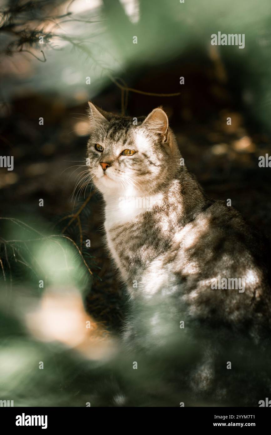 A cat is peacefully sitting in the cool shade of a large tree and ...