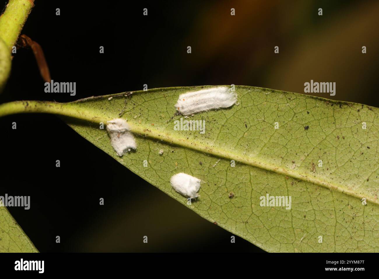Cottony Yew Scale (Pulvinaria floccifera Stock Photo - Alamy