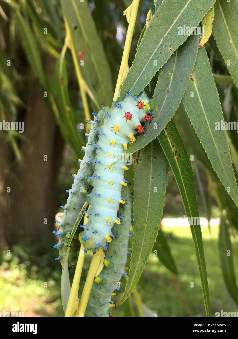 Cecropia Moth (Hyalophora cecropia Stock Photo - Alamy