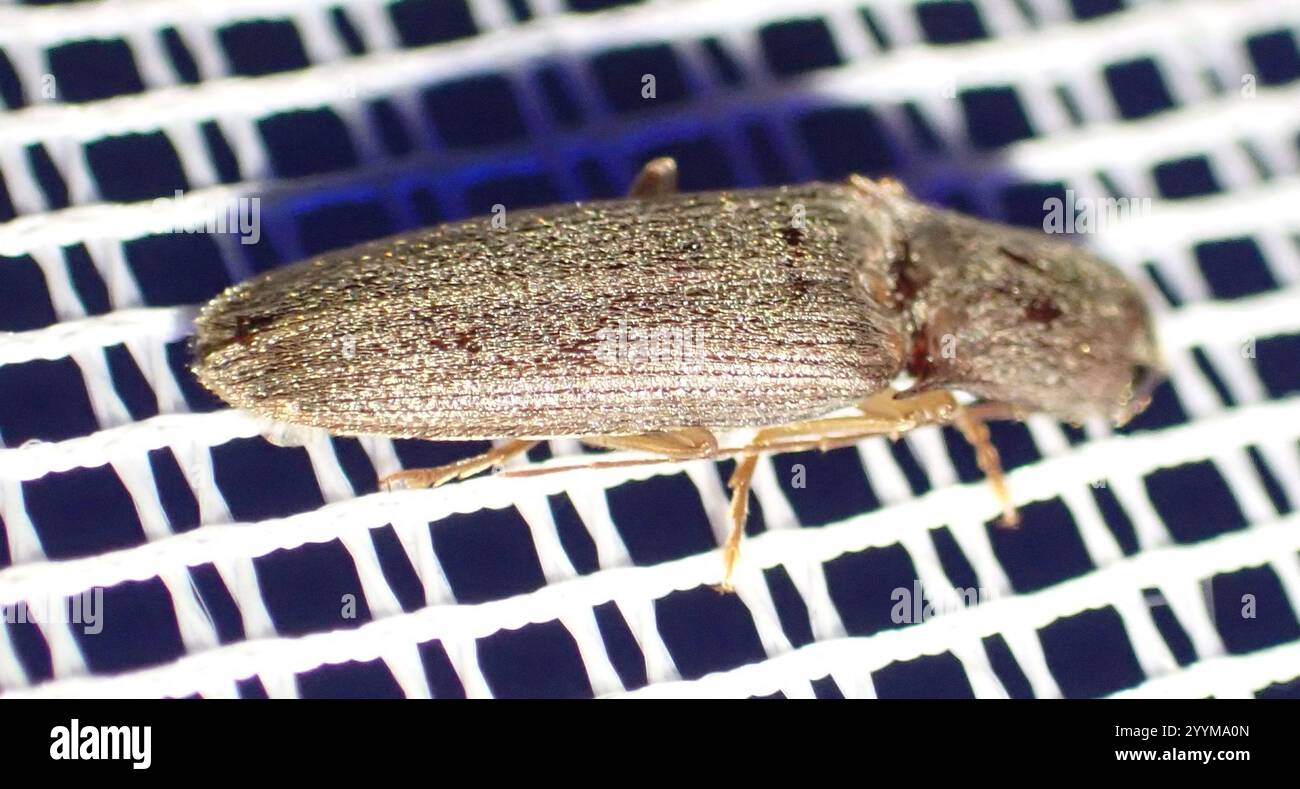 Monocrepidius hi-res stock photography and images - Alamy