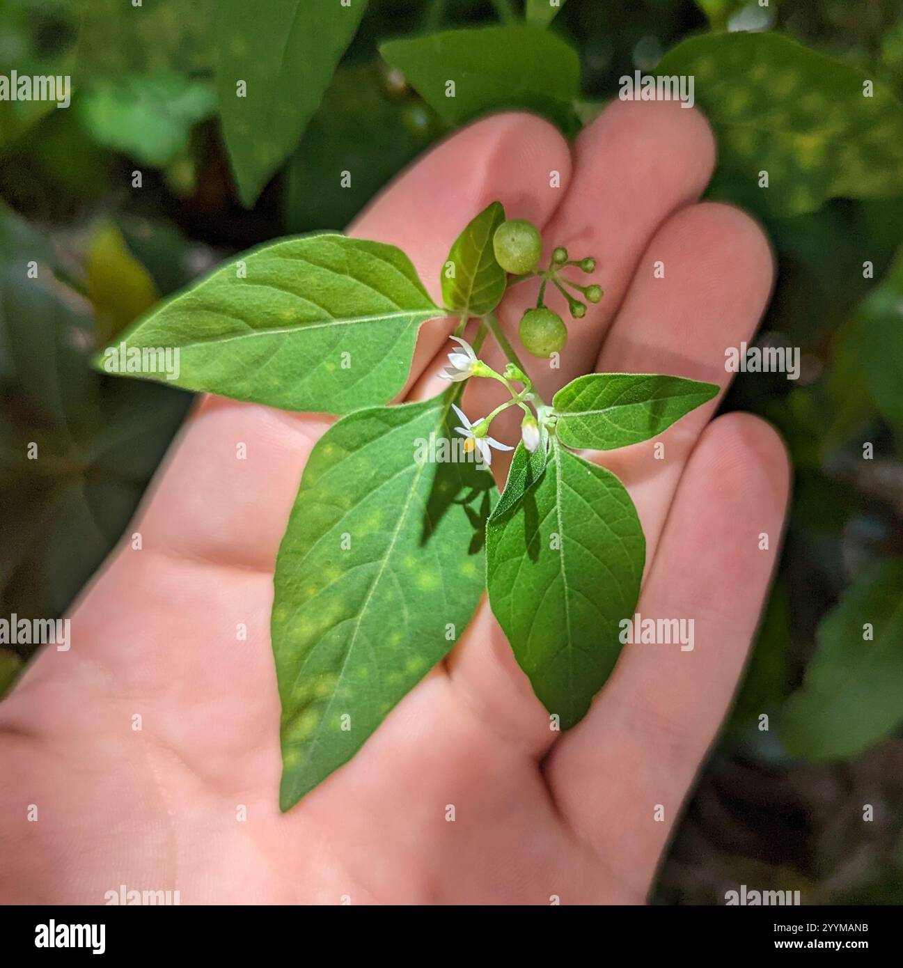 American black nightshade (Solanum americanum Stock Photo - Alamy