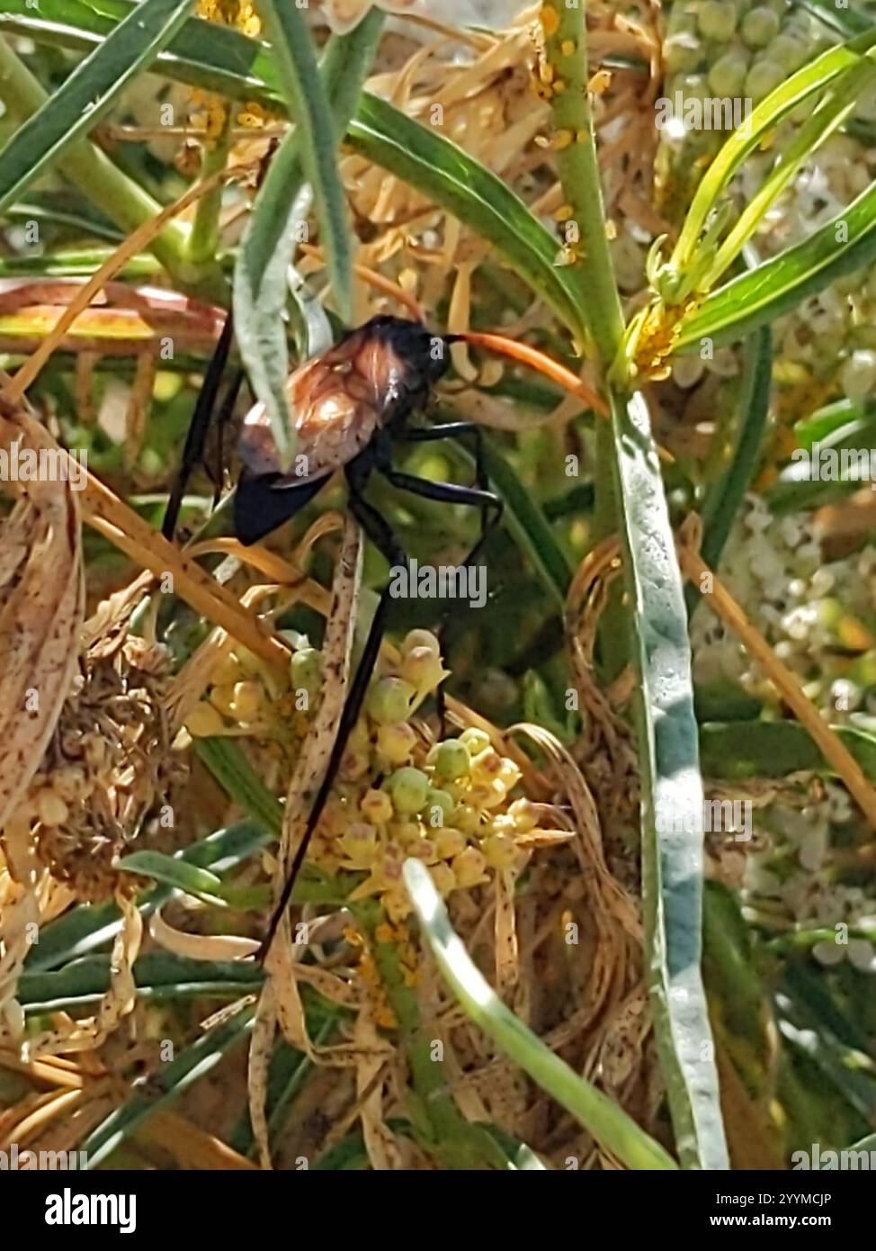 Milde's Tarantula-hawk Wasp (Pepsis mildei Stock Photo - Alamy