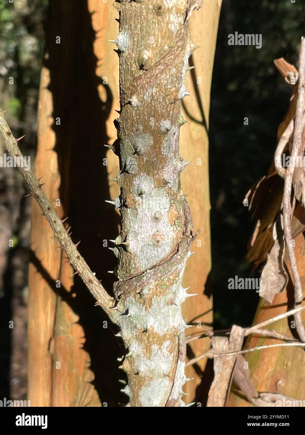 Satin Tree (Zanthoxylum brachyacanthum Stock Photo - Alamy