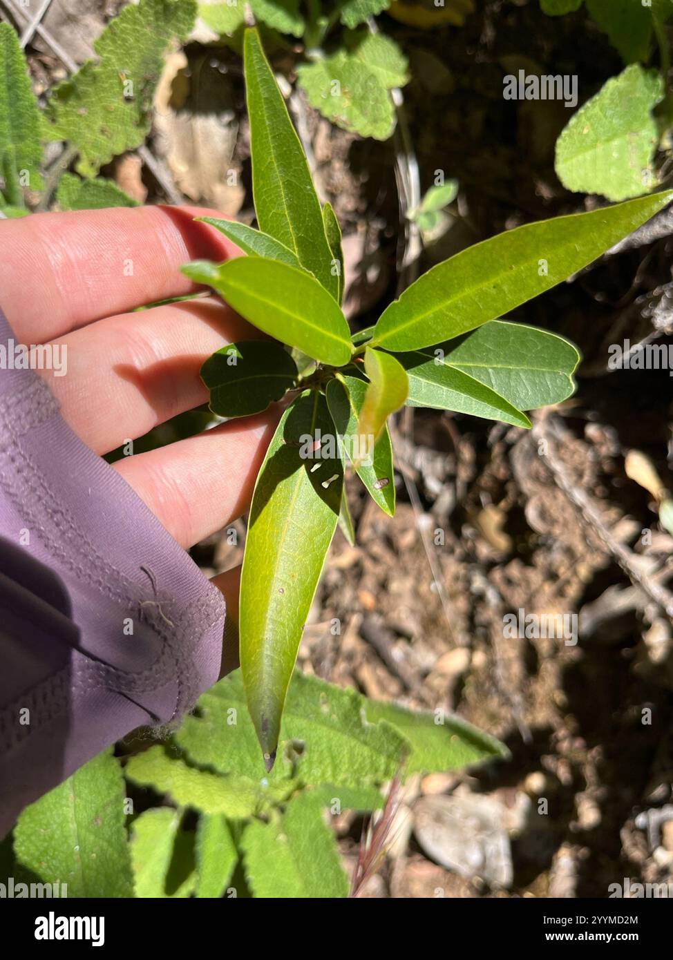 California bay (Umbellularia californica Stock Photo - Alamy