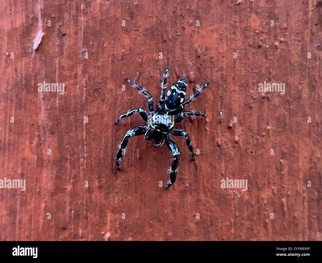 Superb Jumping Spider (Sandalodes superbus) Stock Photo