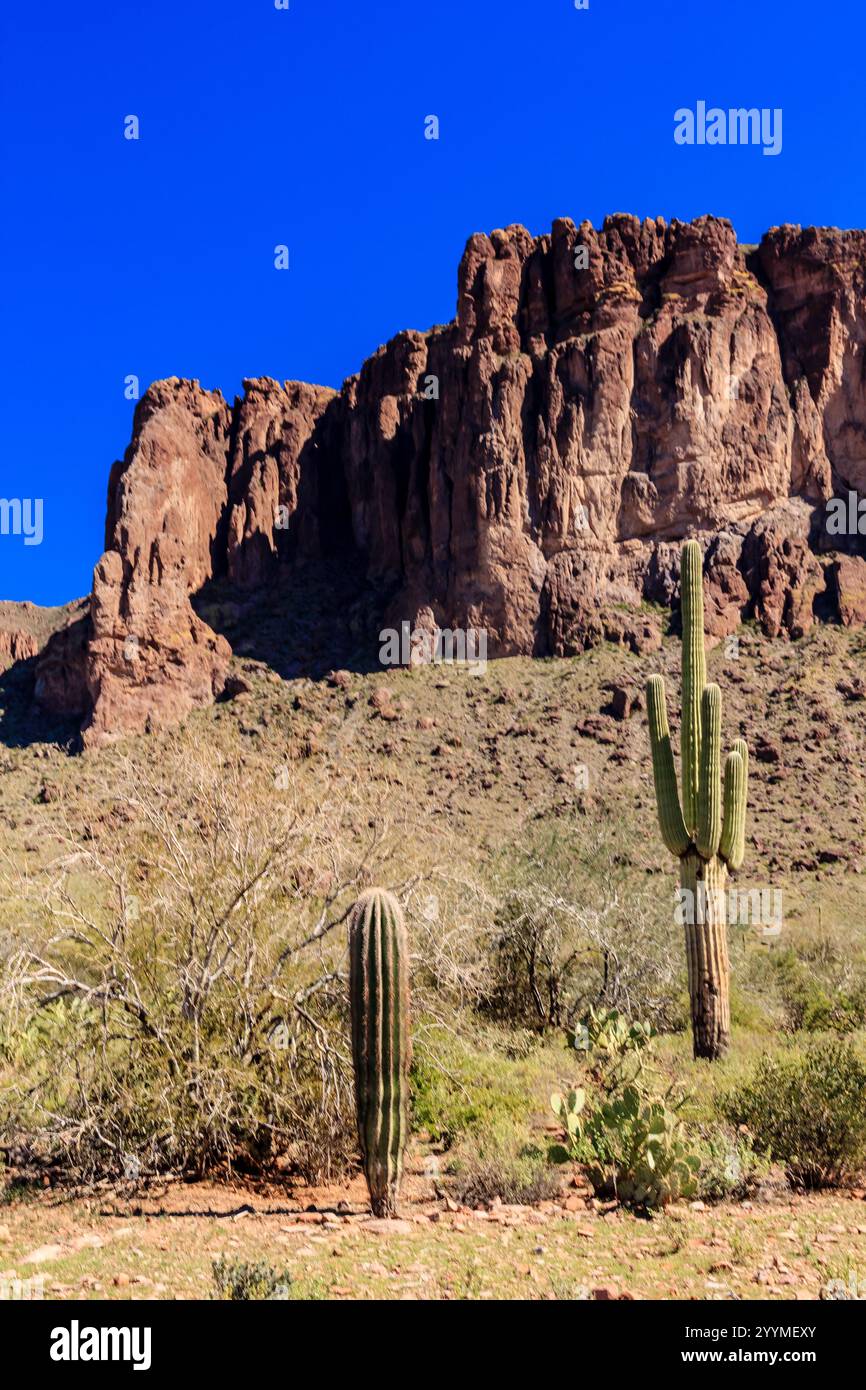 A cactus is standing in front of a mountain. The mountain is very tall ...