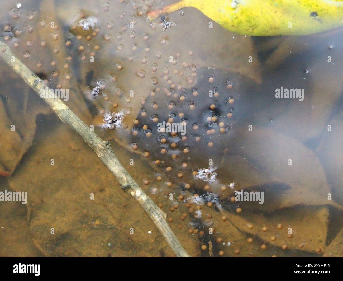 Frogs and Toads (Anura Stock Photo - Alamy