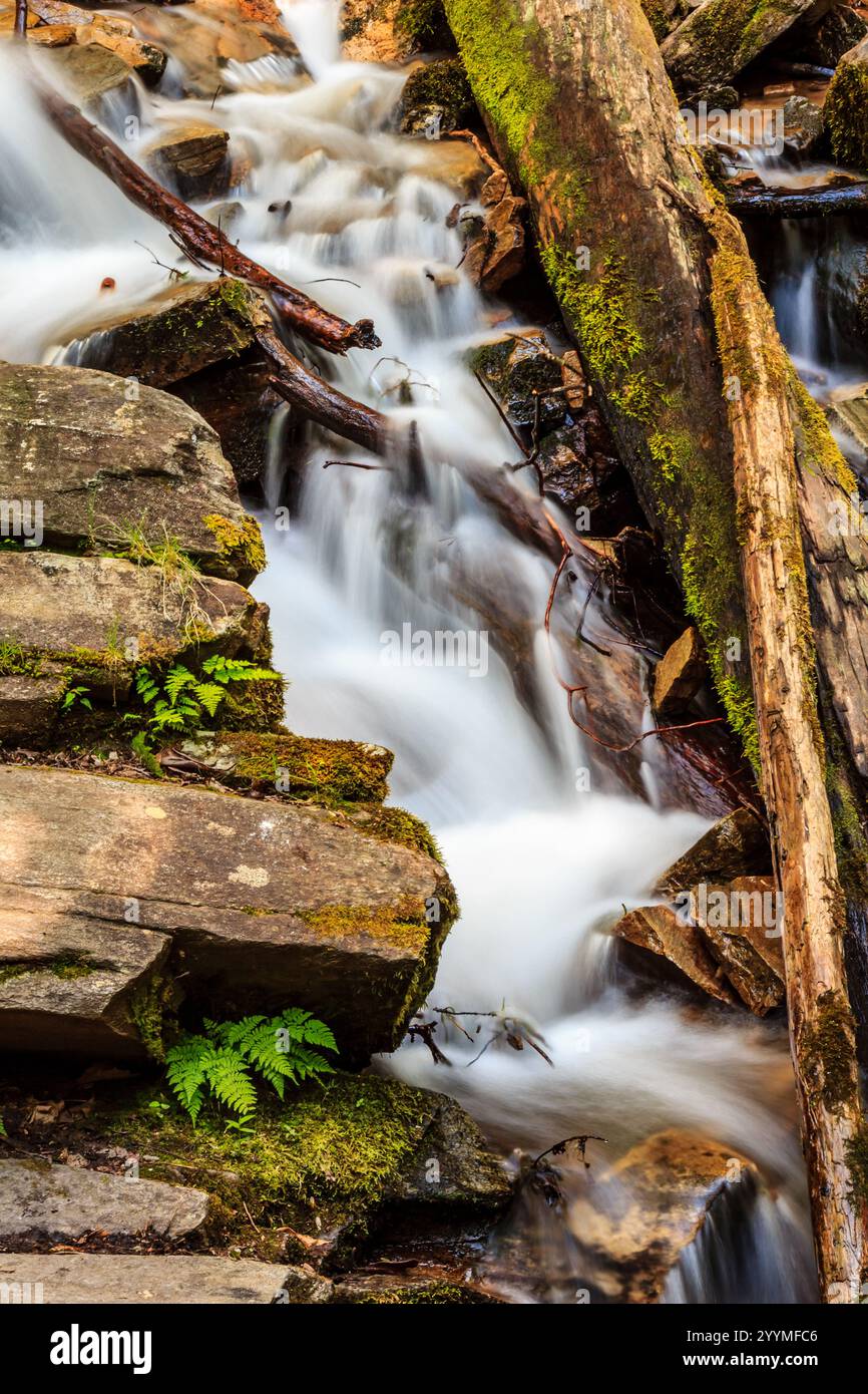 A stream of water flows over mossy rocks. The water is clear and calm ...