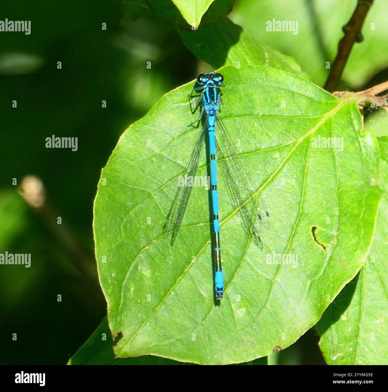 Azure Damselfly (Coenagrion puella Stock Photo - Alamy