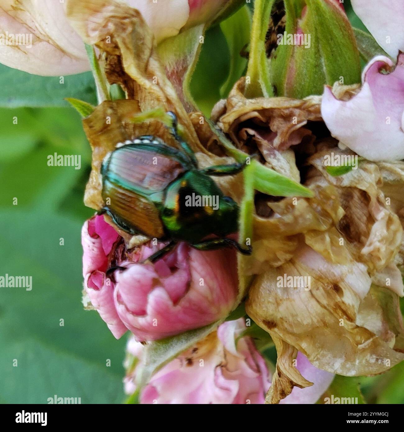 Japanese Beetle (Popillia japonica Stock Photo - Alamy