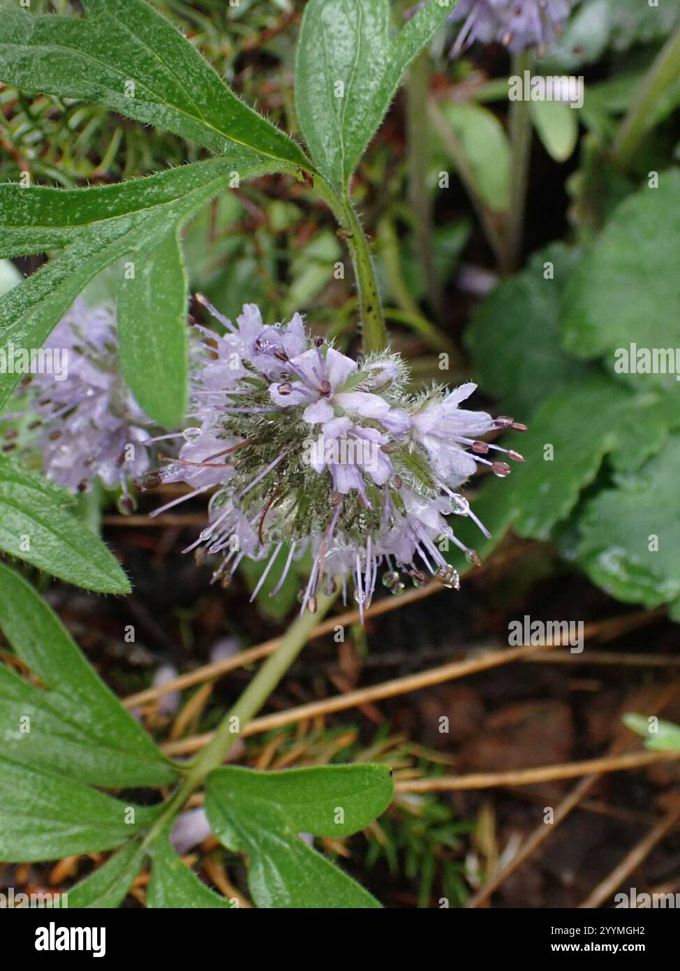 Wisconsin Waterleaf ballhead waterleaf (Hydrophyllum capitatum Stock Photo - Alamy