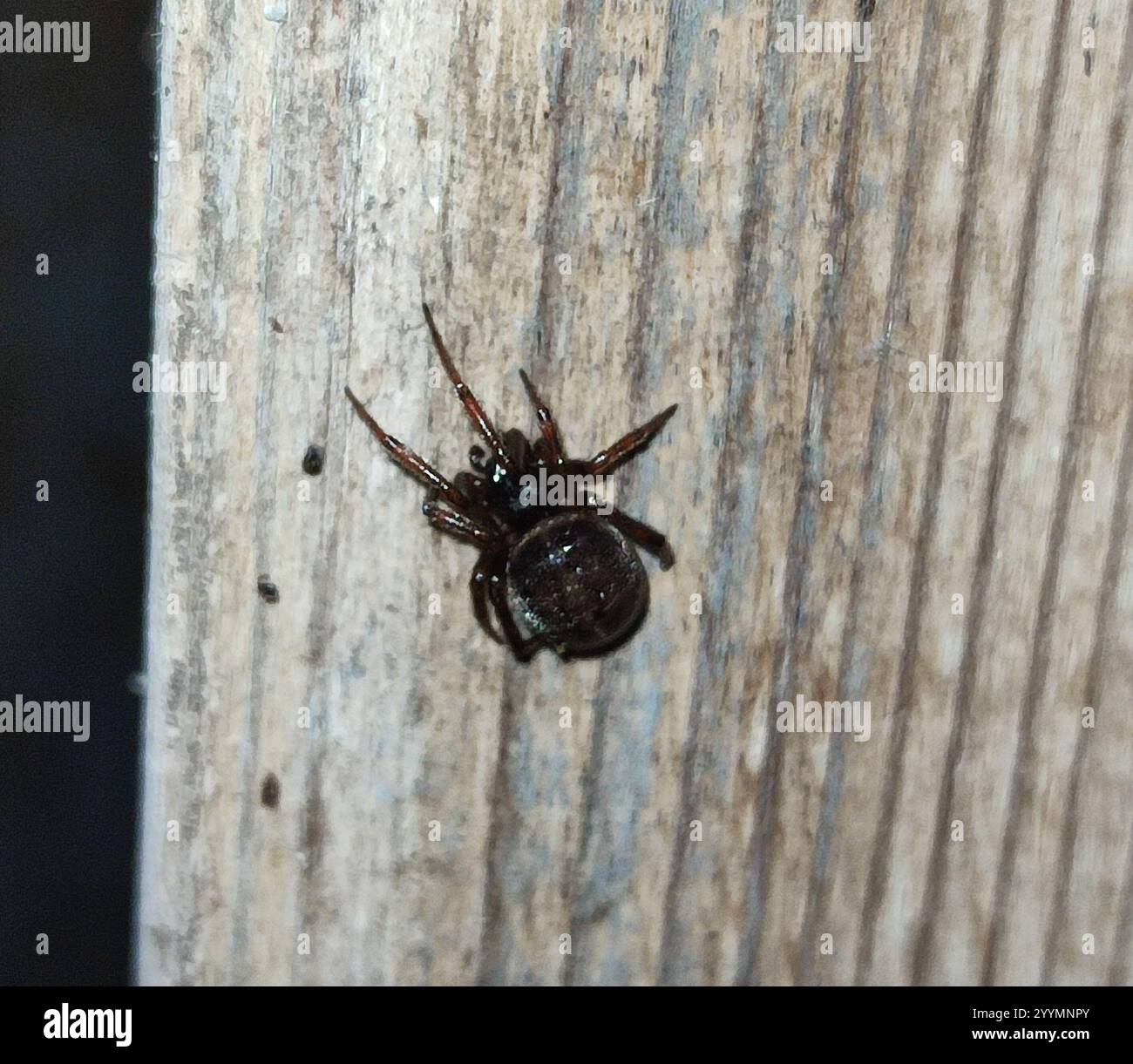 Rabbit Hutch Spider (Steatoda bipunctata) Stock Photo