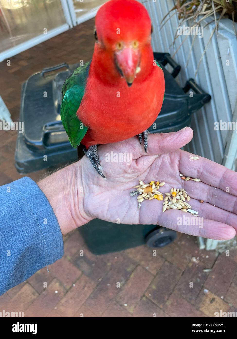 Fresh Look at Australian King Parrot Alisterus Scapularis Stock Photo