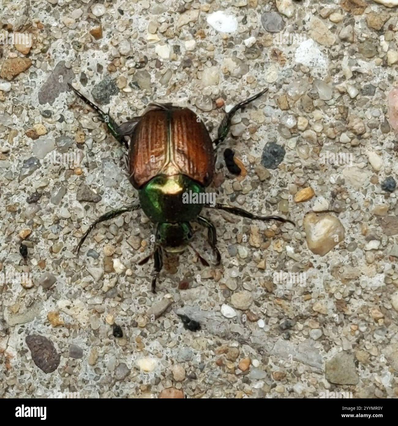 Japanese Beetle (Popillia japonica Stock Photo - Alamy