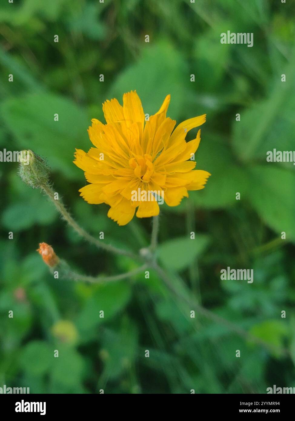 Two flower dwarf dandelion hi-res stock photography and images - Alamy