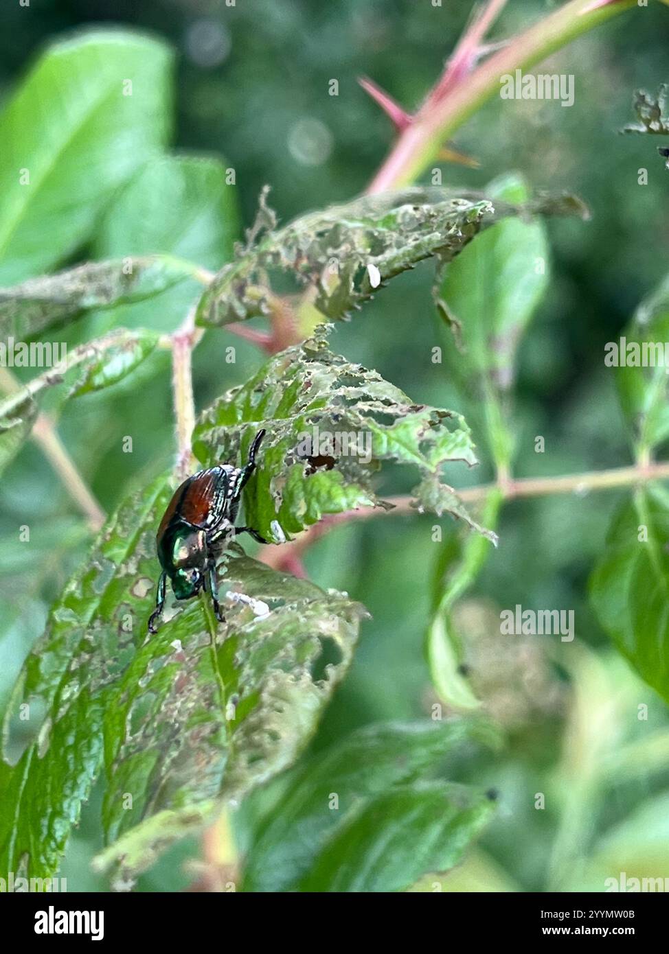 Japanese Beetle (Popillia japonica Stock Photo - Alamy