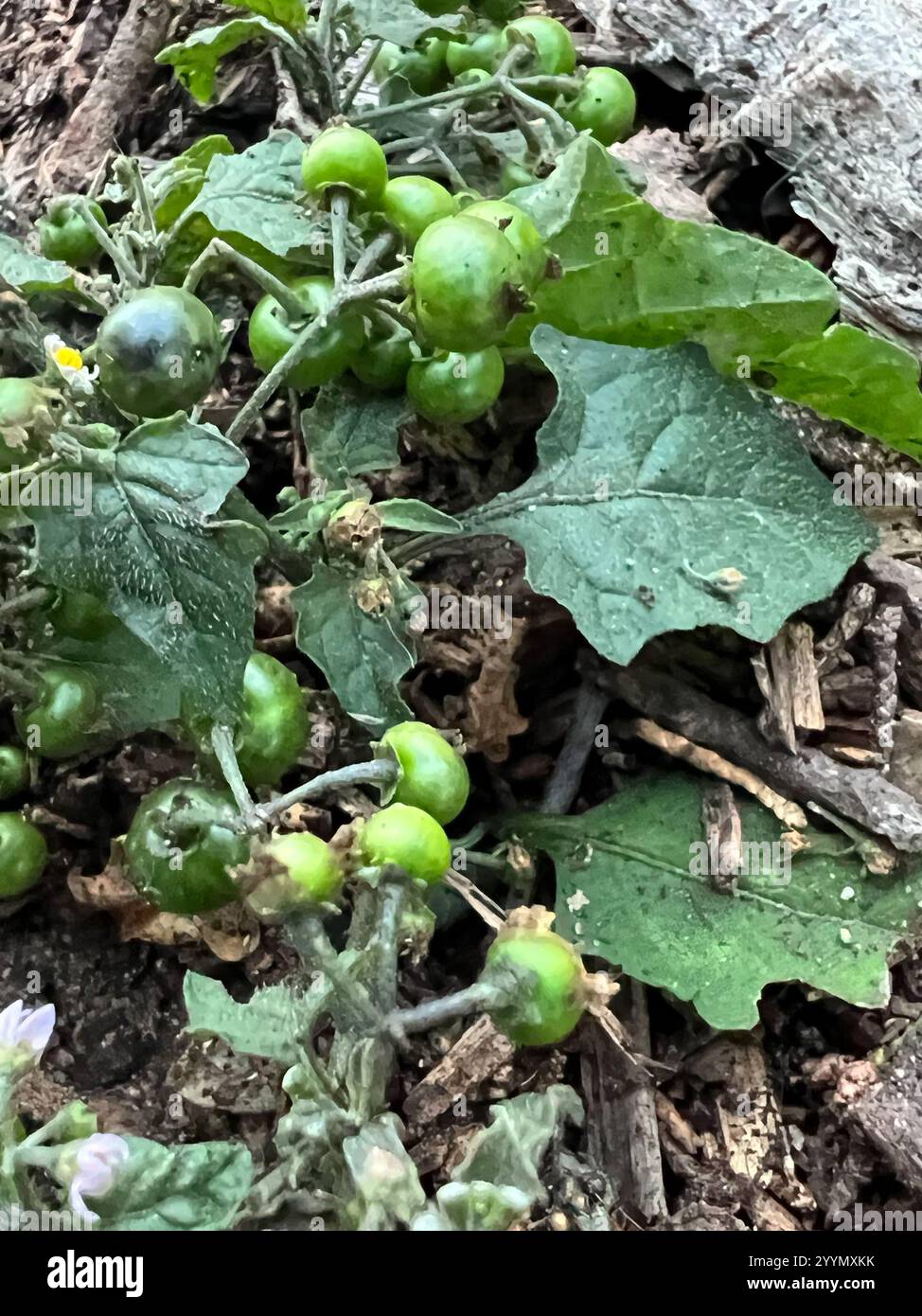 black nightshade (Solanum nigrum Stock Photo - Alamy