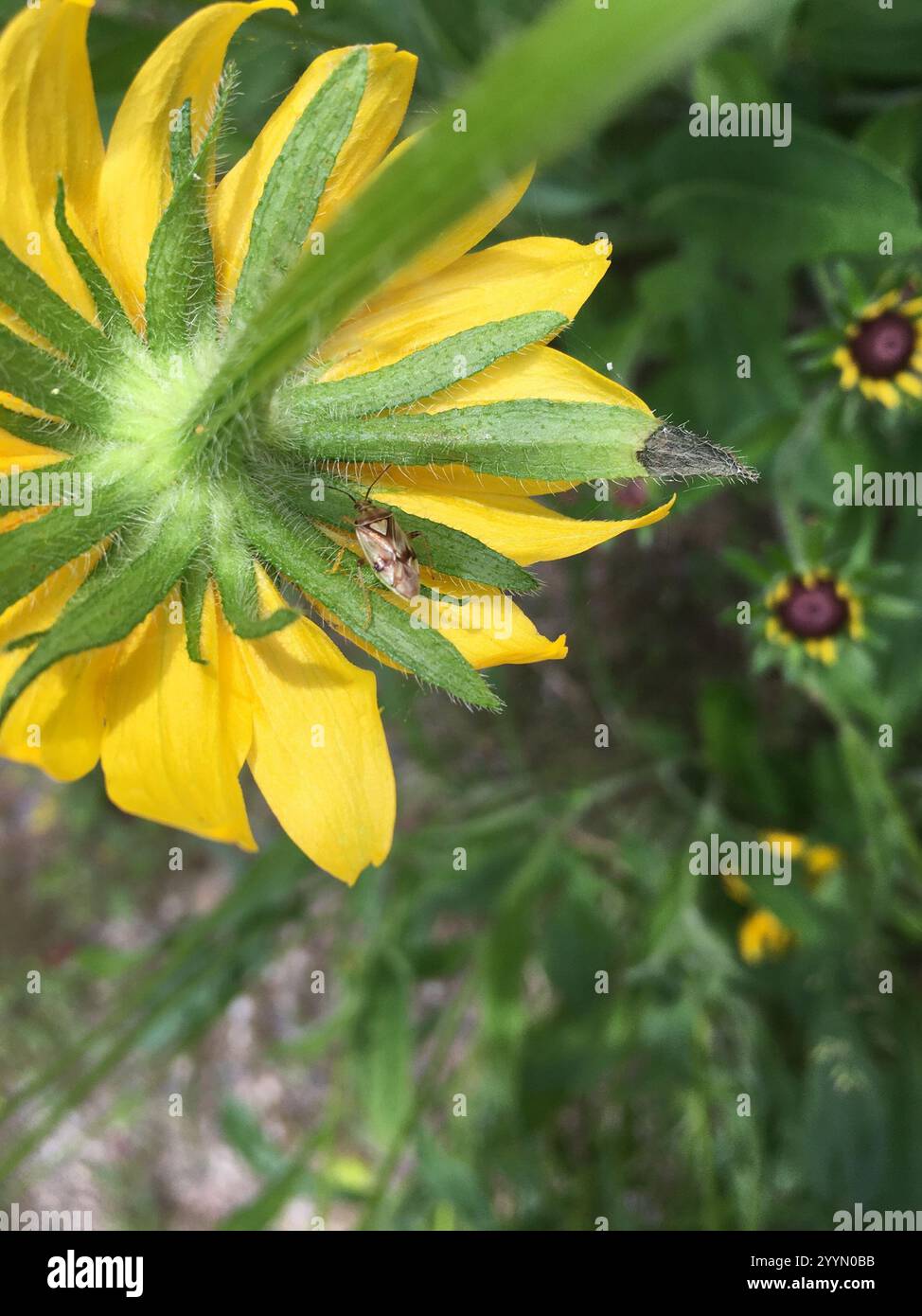 North American Tarnished Plant Bug (Lygus lineolaris Stock Photo - Alamy