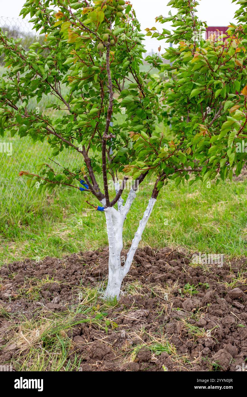 Apricot tree protection hi-res stock photography and images - Alamy