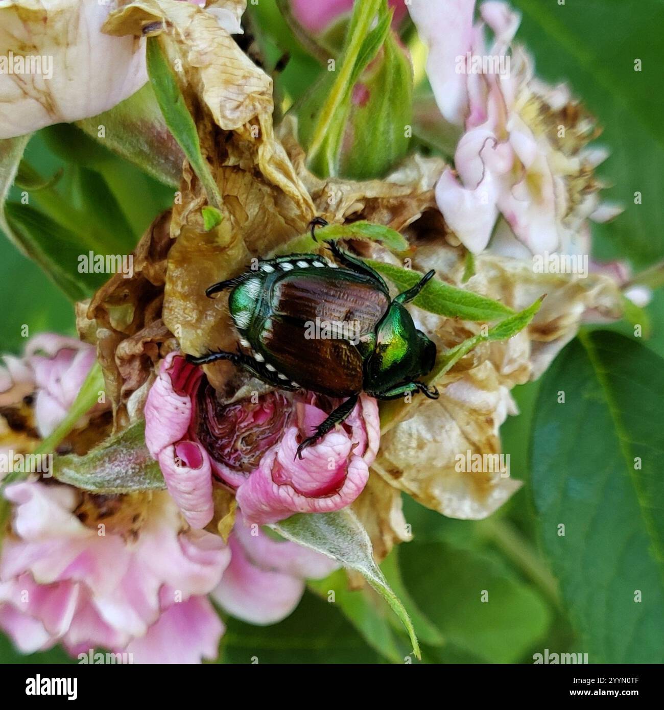 Japanese Beetle (Popillia japonica Stock Photo - Alamy
