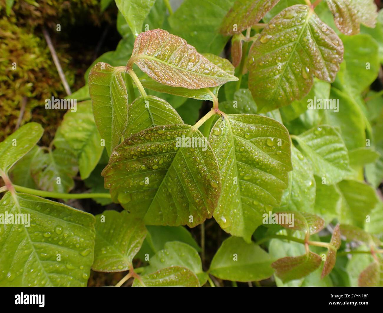 western poison ivy (Toxicodendron rydbergii Stock Photo - Alamy