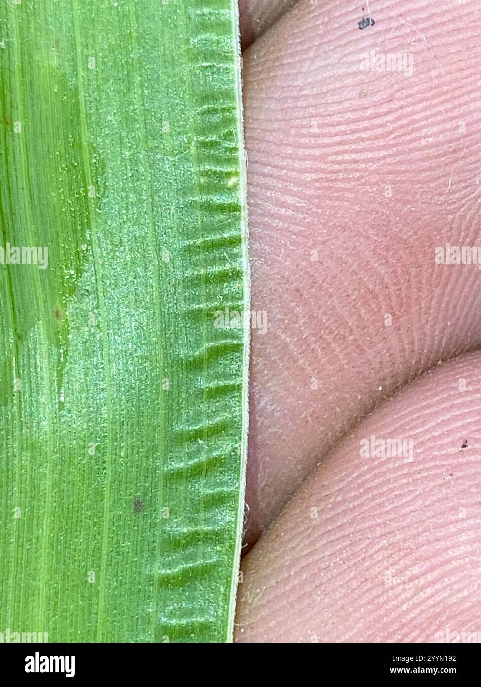 barnyardgrass (Echinochloa crus-galli Stock Photo - Alamy