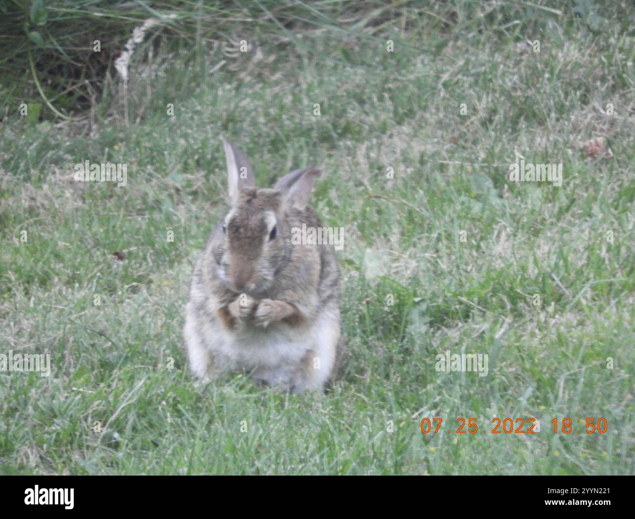 Eastern Cottontail (Sylvilagus floridanus Stock Photo - Alamy