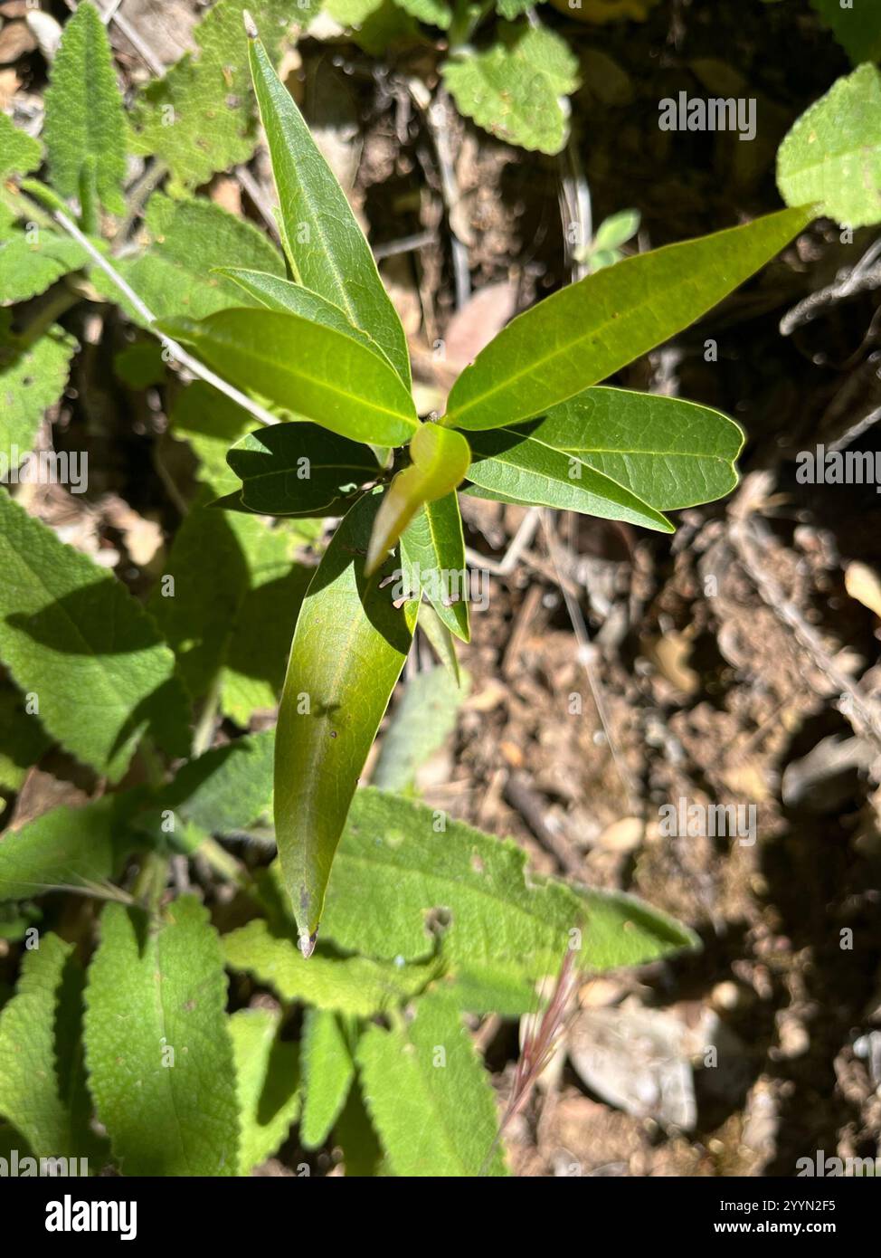 California bay (Umbellularia californica Stock Photo - Alamy