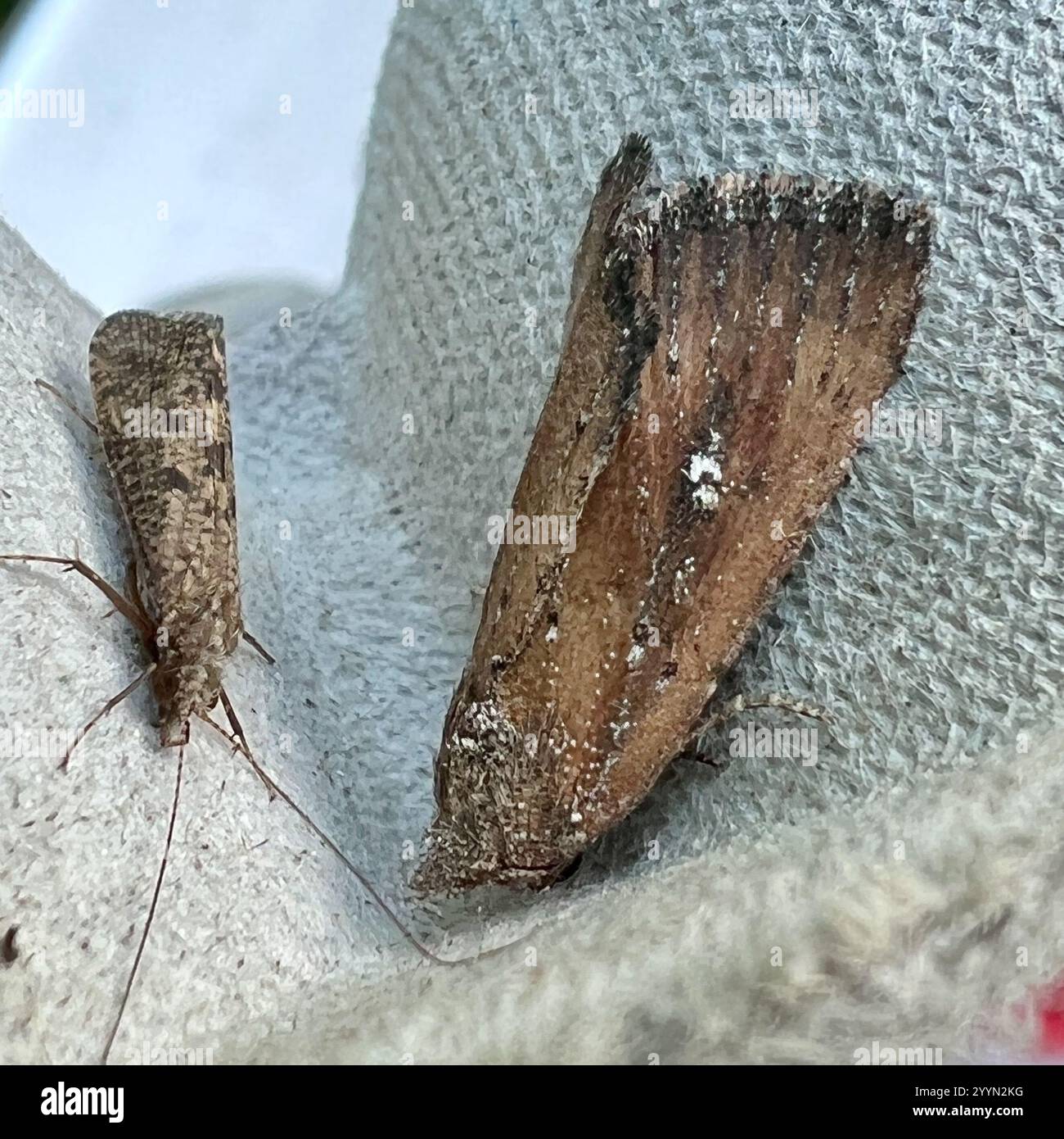 White-dotted Groundling (Condica videns Stock Photo - Alamy