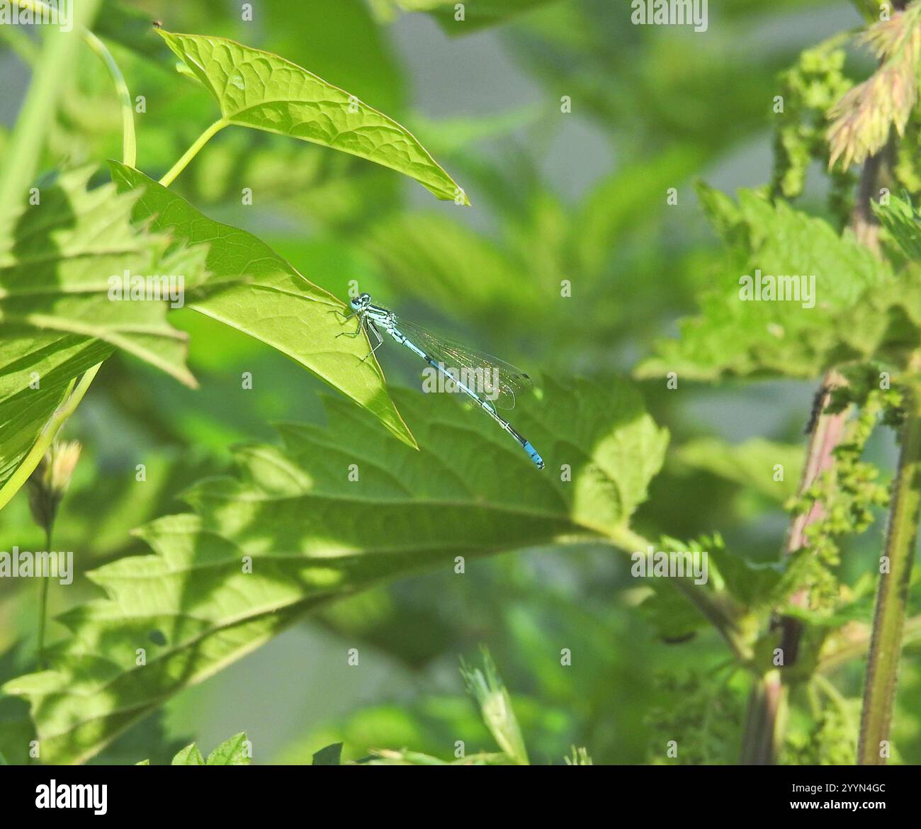 Azure Damselfly (Coenagrion puella Stock Photo - Alamy